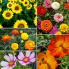 1. Bee Kind 'Living Tribute' Gift of Seeds thumbnail
