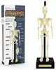 1. Build Your Own Anatomical Skeleton 16 Pieces thumbnail