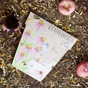 3. Sow n Sow Echinacea Gift of Seeds thumbnail
