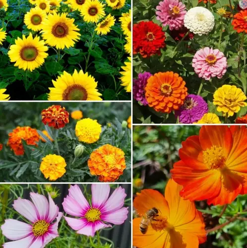 1. Bee Kind 'Living Tribute' Gift of Seeds thumbnail