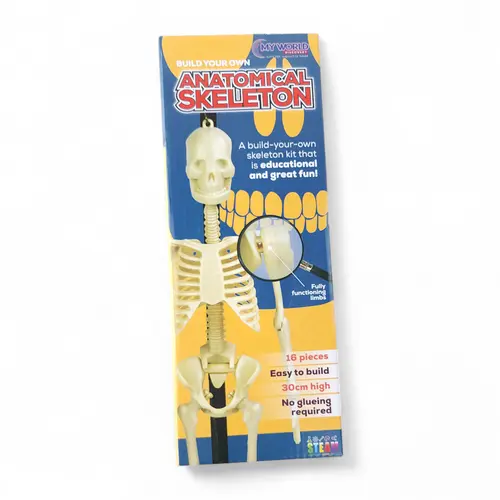Build Your Own Anatomical Skeleton 16 Pieces